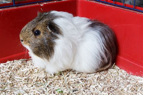 Guinea Pig Bedding [Best Choices for Health & Comfort ] | Pet Comments