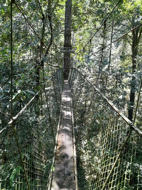 Knowledgetour - Gunung Mulu National Park