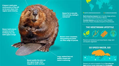 Leave It to Beavers | Infographic: Beavers 101 | Nature | PBS