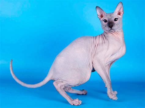 Don Sphynx - Razas de gatos - webanimales.com