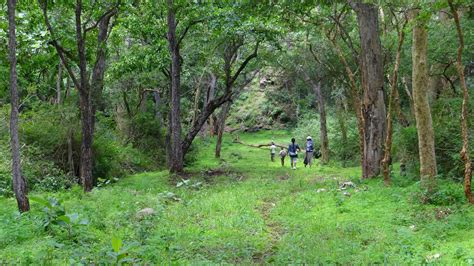 Sathyamangalam Tiger Reserve and Germalam Trek