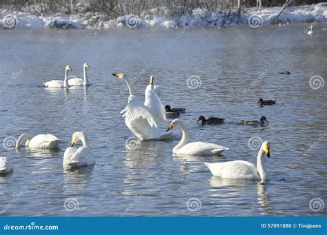 Swans and Ducks on the Lake. Stock Photo - Image of beak, neck: 57091080