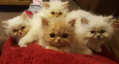 Beautiful Pedigree Red Persian Kitten - SOLD | Clacton On Sea, Essex ...