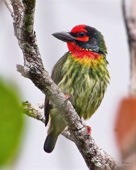 Coppersmith Barbet | Beautiful birds, Pet birds, Colorful birds