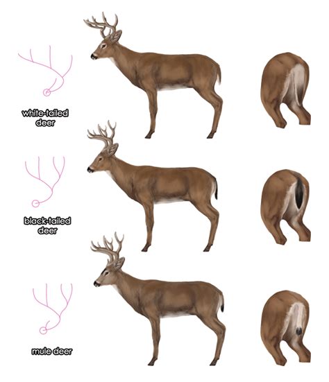 How to Draw Animals: Deer - Species and Anatomy