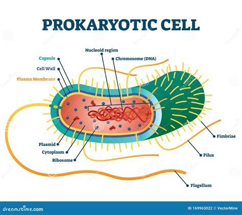 Chromosome Labeled In Cell - die-mannschaft-und-maja