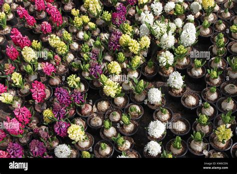 Hyacinth. Field of colorful spring flowers hyacinths in greenhouse on ...