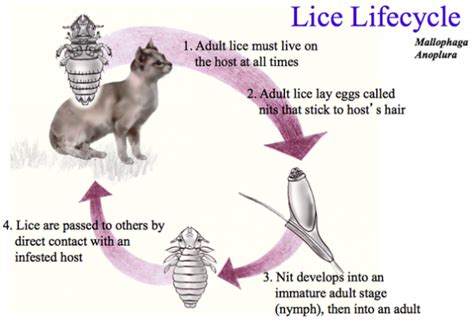 Our Vancouver Veterinary Hospital Discusses Lice - Amherst Veterinary ...