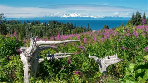 Best Campgrounds on Alaska’s Beautiful Kenai Peninsula