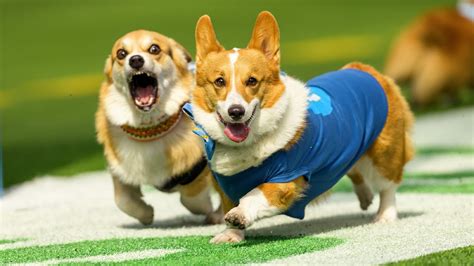 Chargers Host Corgi Cup During NFL Halftime | LA Chargers - YouTube