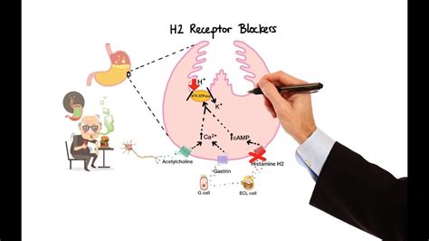 Pharmacology - ANTIHISTAMINES (MADE EASY) - YouTube