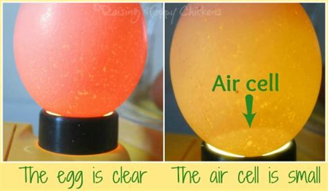 Hatching chicken eggs: your guide to days 1 - 7 of incubation.