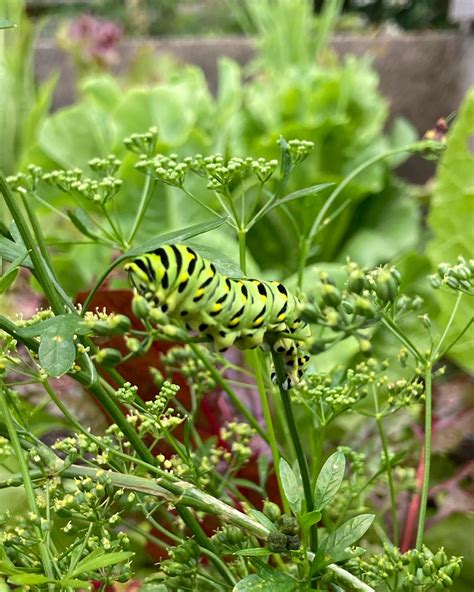 Cute caterpillars - GroHappy