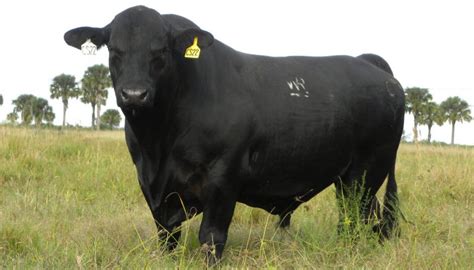 Brangus Cattle Breed – Everything You Need to Know