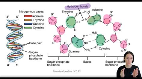 Dna Structure Labeled Hydrogen Bonds