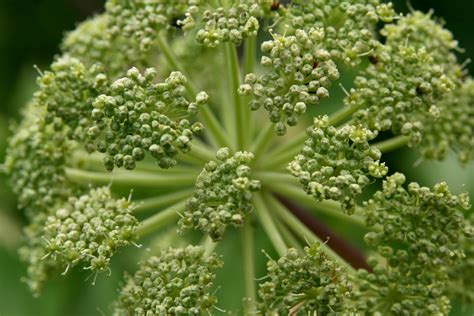 Old World Ingredients Revisited: Angelica – Recette Magazine