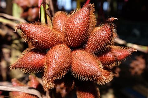 Zalacca fruits in Thailand stock image. Image of organic - 43513061