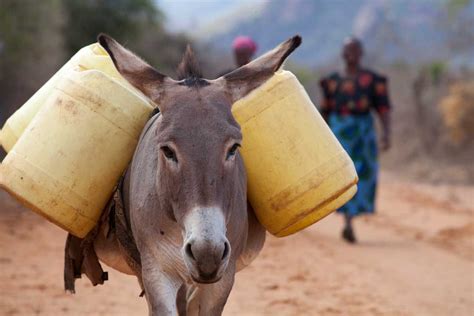 WEB_Working-donkey-carrying-water-The-Donkey-Sanctuary-scaled | Horse and Rider