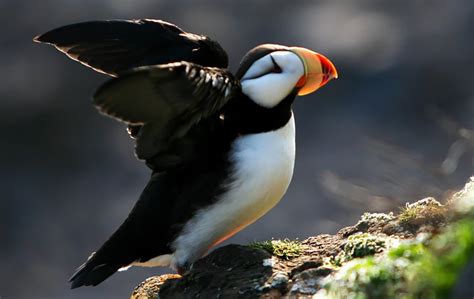 Horned Puffin – Northwest Wildlife Preservation Society