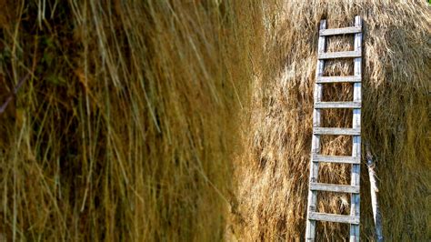 Hayricks And Ladder Free Stock Photo - Public Domain Pictures