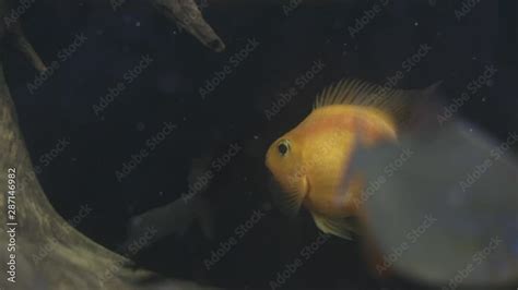 fish tanks, gold, underwater, goldfish, tank, close-up, carp, marine, animal, colorful, yellow ...