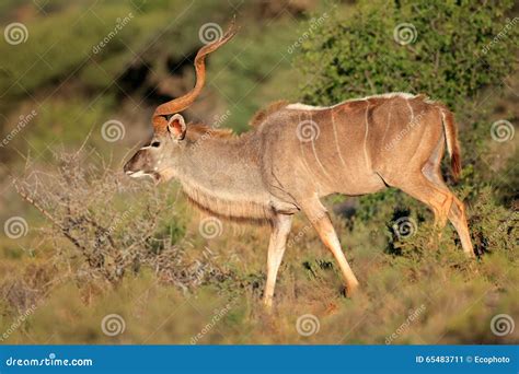 Kudu Antelope in Natural Habitat Stock Image - Image of southern, wildlife: 65483711