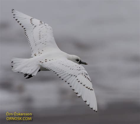 Ivory Gull | ORNOSK – birds, landscape, weather