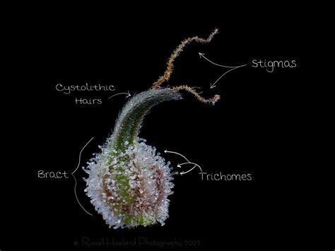 Labeled Cannabis Bract — Russell-Howland Photography LLC