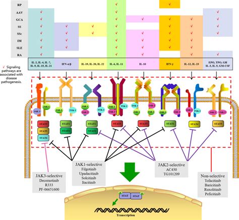 Overview Of Janus Kinase Jak Signaling Pathways And Jak Inhibitors In | sexiezpix Web Porn