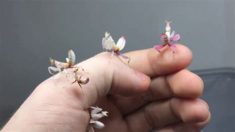 Orchid Mantis baby's - YouTube