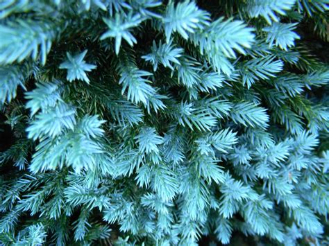 Juniperus squamata 'Blue Star' ('Blue Star' Juniper, 'Blue Star' Singleseed Juniper, Flaky ...