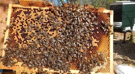 Honey Bee Farming Project Report, Cost, Profits | Agri Farming