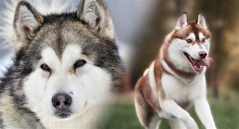 Are Malamutes Smarter Than Huskies