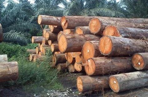 Meranti Wood at best price in New Delhi by Heramb Group | ID: 14112778012