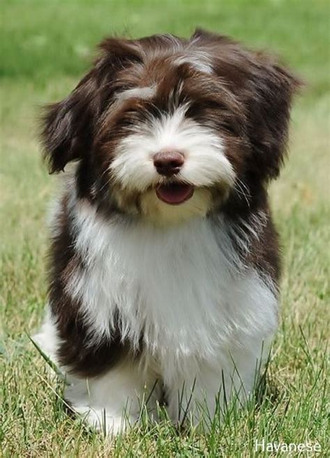 Havanese Puppies Colors | Havanese puppies, Havanese dogs, Havanese