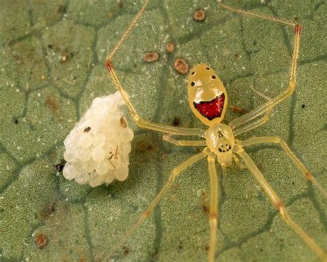 Theridion grallator: il simpatico ragno endemico delle Hawaii dalla faccia sorridente [FOTO]