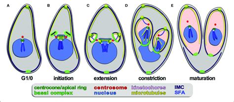 | Apicomplexan asexual cell division by endodyogeny. (A-E) Show... | Download Scientific Diagram