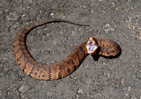 Juvenile Western Cottonmouth Water Moccasin (Agkistrodon piscivorus leucostoma), Jesse H. Jones ...