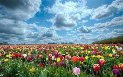 Tulips scenery wallpaper | 2560x1600 | #32334