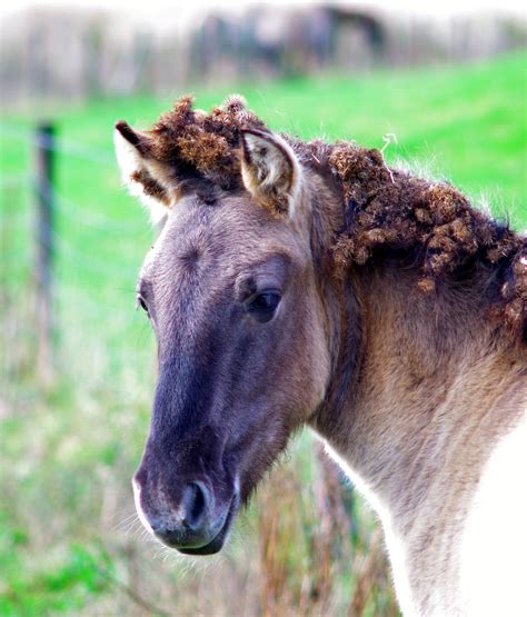 Konik horse | Horses, Beautiful horses, Horse breeds