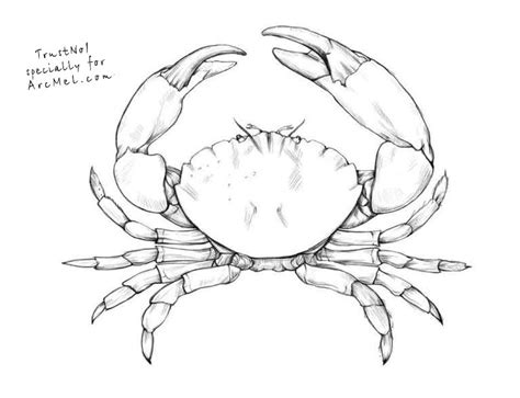 Dungeness Crab Drawing at GetDrawings | Free download