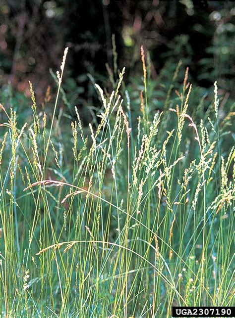 tall fescue (Festuca arundinacea)