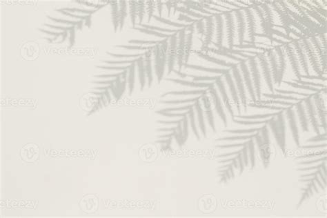 Wallpaper Plant Shadow Background 25010458 Stock Photo at Vecteezy