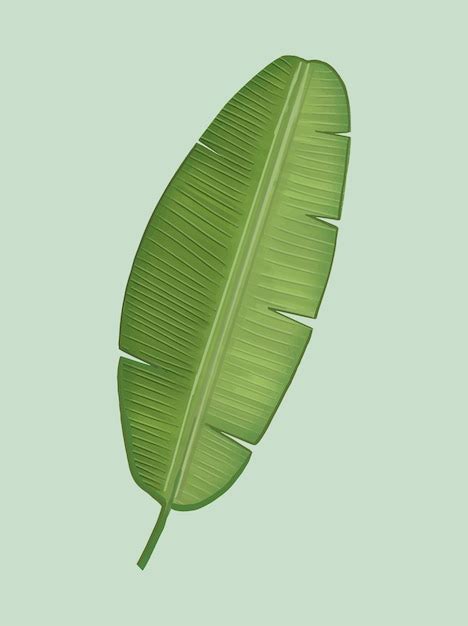 Free Vector | Tropical green banana leaf illustration