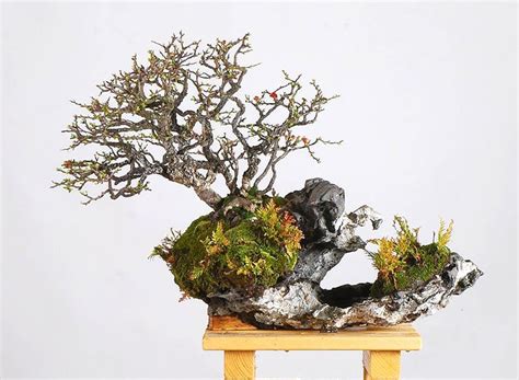 Root on Rock Bonsai – Stone Lantern