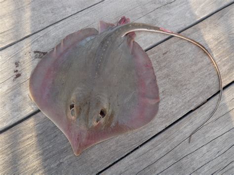 Whiptail Stringray Family Photographs, and Information – Dasyatidae | Mexico – Fish, Birds ...