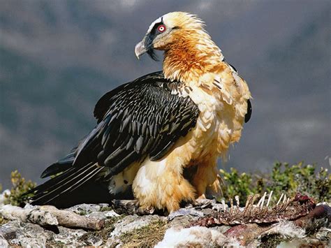 Wild Animal Ladakh