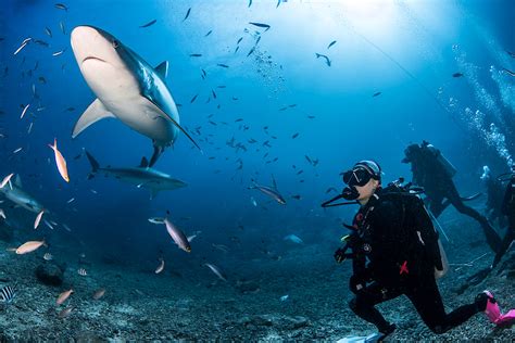 Shark diving in Fiji’s Beqa Lagoon - Lonely Planet