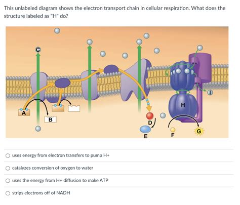 Electron Transport Chain Diagram