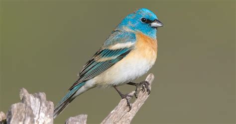 Lazuli Bunting Identification, All About Birds, Cornell Lab of Ornithology